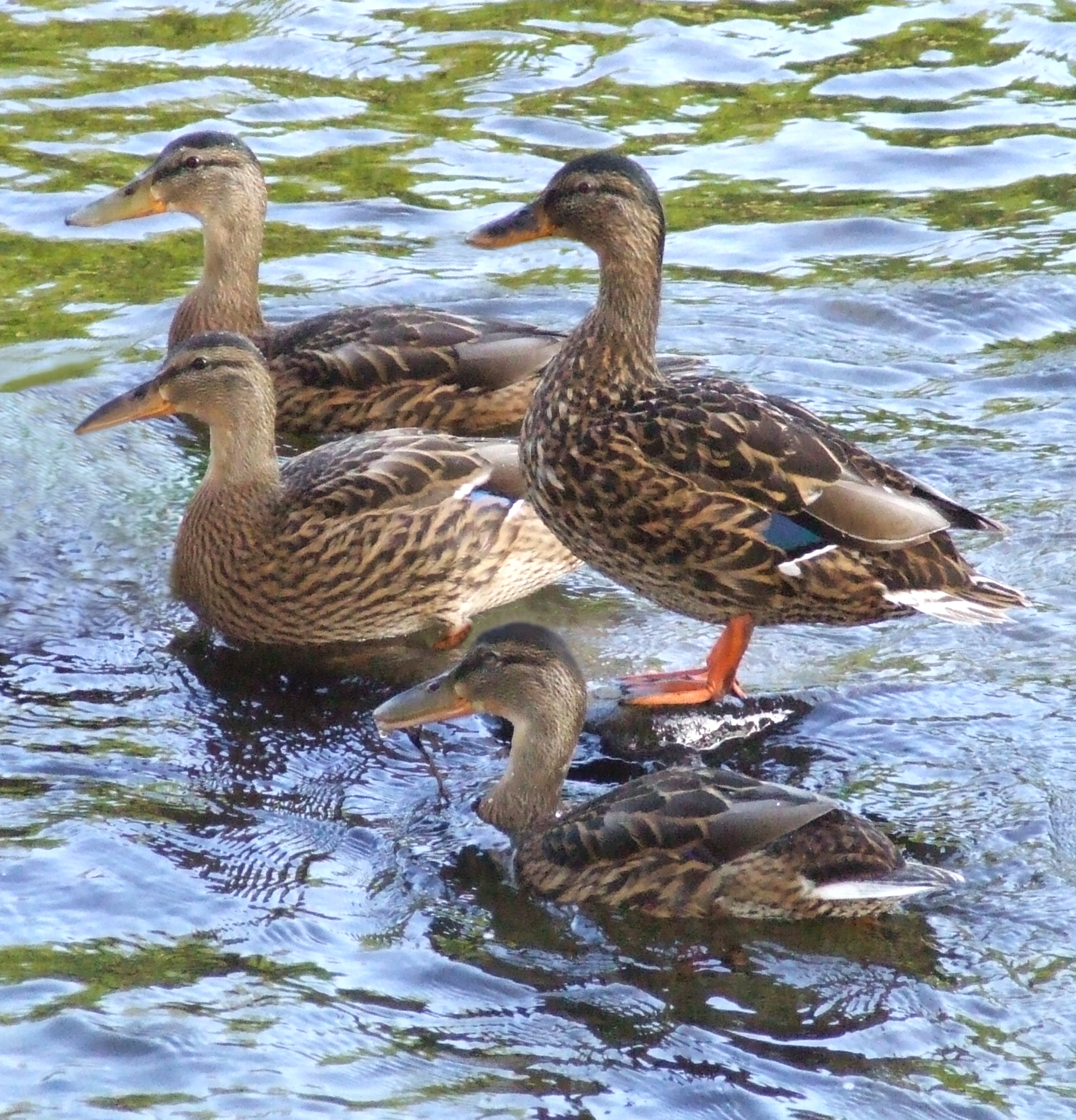 FOUR DUCKS Bill Bagley Photography